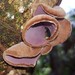 Auricularia cornea - Photo 由 alessandradalia 所上傳的 (c) alessandradalia，保留部份權利CC BY-SA