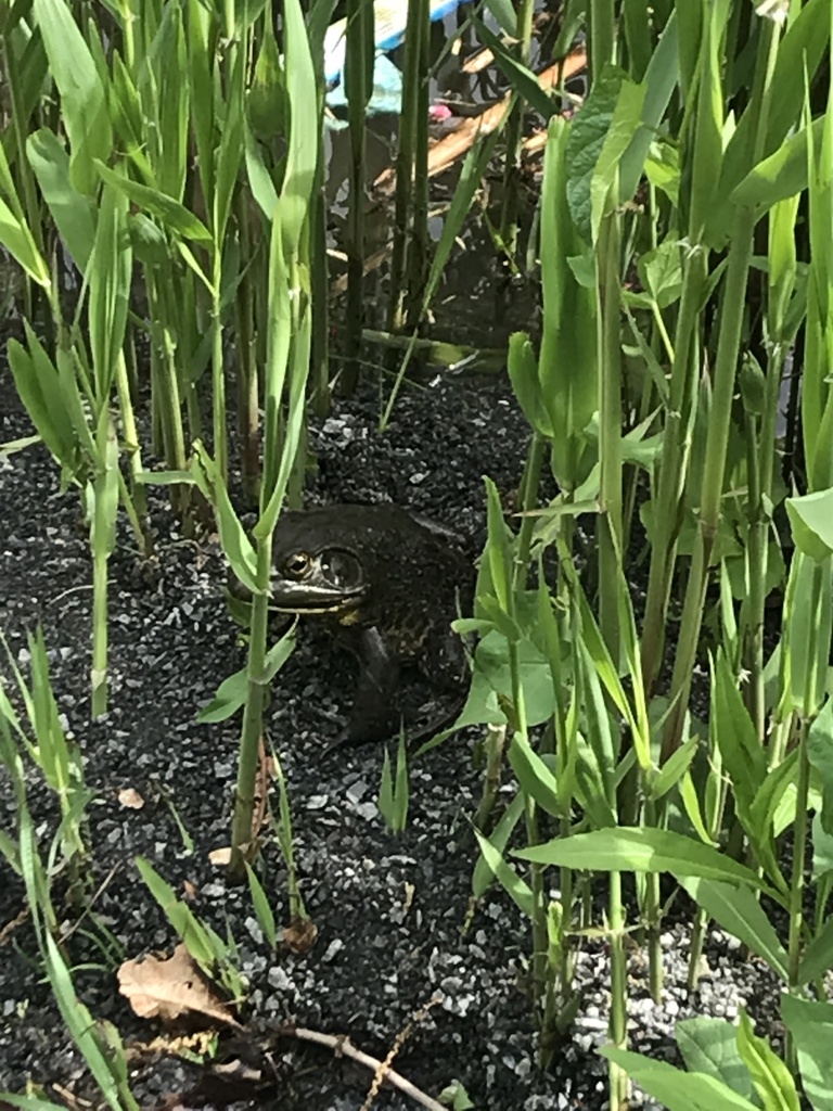 American Bullfrog from Central Park, New York, NY, US on May 01, 2023