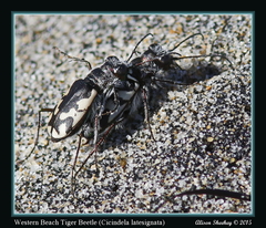 Cicindela latesignata