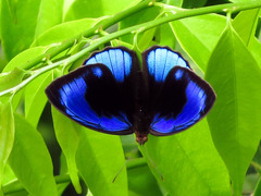 Eunica eurota