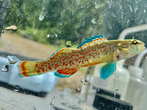 Redfin Darter