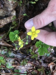 Geum vernum