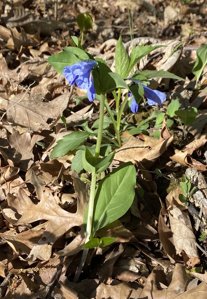 Virginia bluebells from new boston mo us on may 1 2023 at 05 04 pm