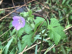 Geranium maculatum