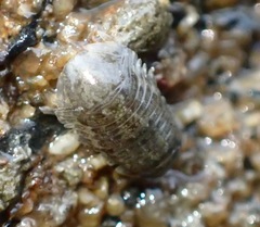 Gnorimosphaeroma oregonense