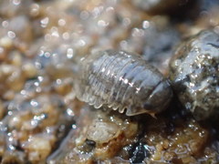 Gnorimosphaeroma oregonense