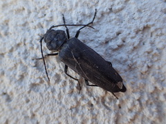 Arhopalus asperatus
