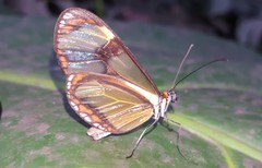 Epityches eupompe