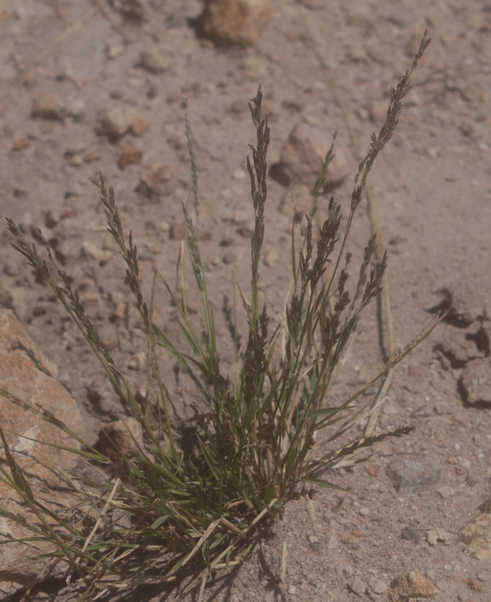 Muhlenbergia brevis