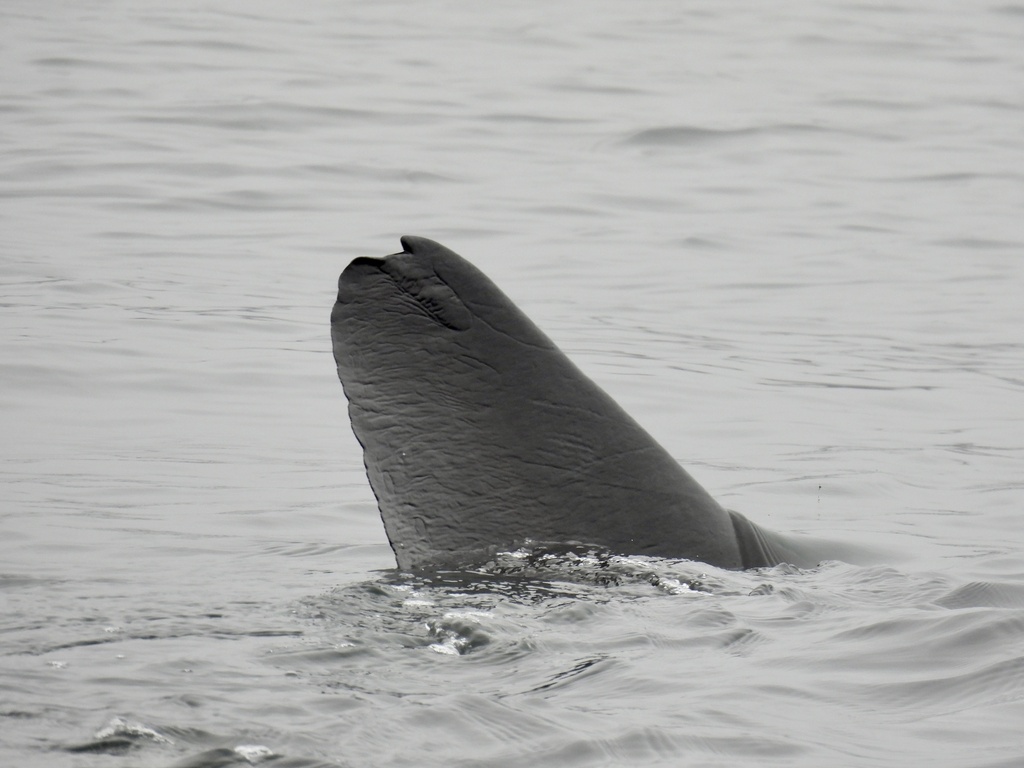 Basking shark snout and fin breaking the surface while feeding