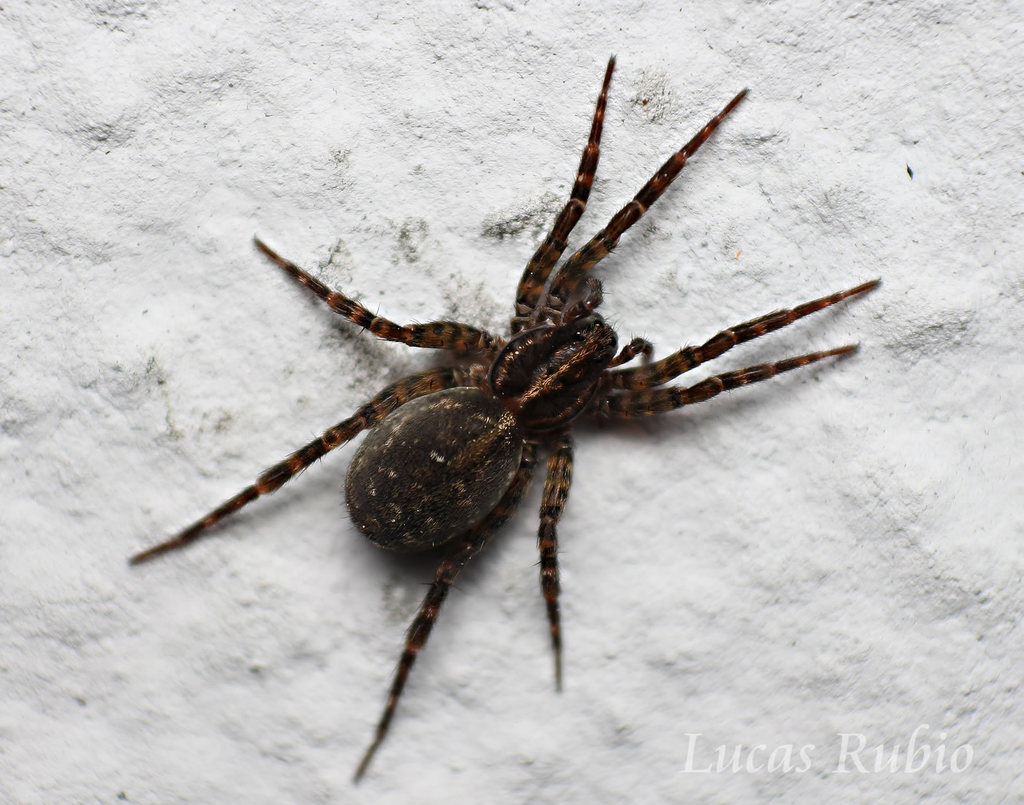 Lobizon humilis