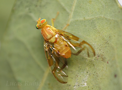 Anastrepha fraterculus