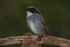 Conopophaga melanops