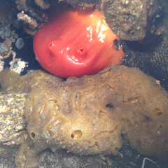 Cnemidocarpa finmarkiensis