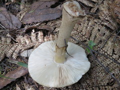 Amanita nothofagi