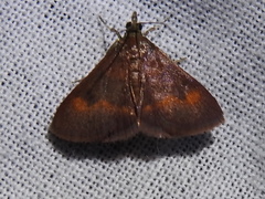 Pyrausta pseuderosnealis