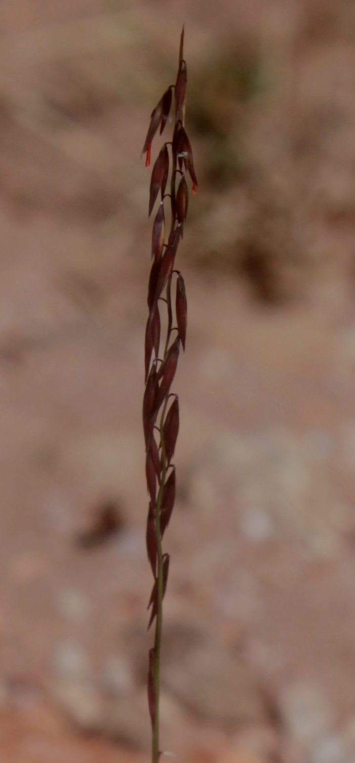 Bouteloua curtipendula var. tenuis