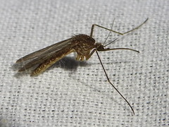 Culiseta inornata