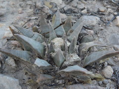 Ariocarpus retusus retusus