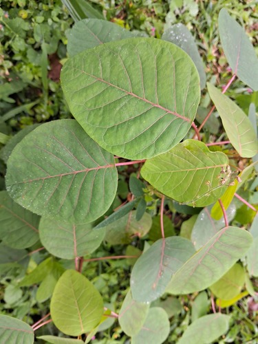 Euphorbia cotinifolia