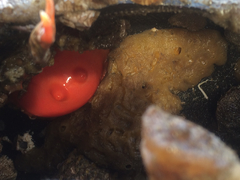 Cnemidocarpa finmarkiensis