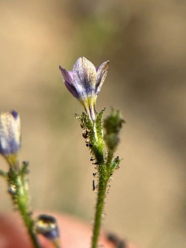 Southwestern gilia (Gilia austrooccidentalis)