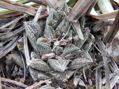 Ariocarpus bravoanus bravoanus