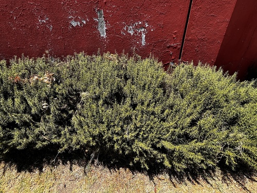 Another photo of Rosemary