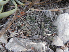 Ariocarpus bravoanus bravoanus