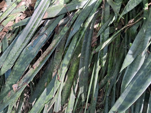 Sansevieria trifasciata 'Moonshine' 2
