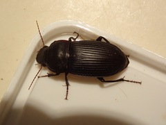 Harpalus caliginosus