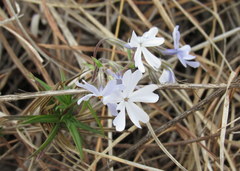 Phlox bifida
