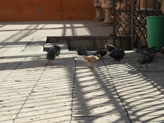 Columba livia domestica
