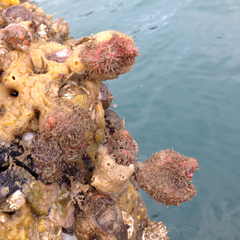 Boltenia villosa
