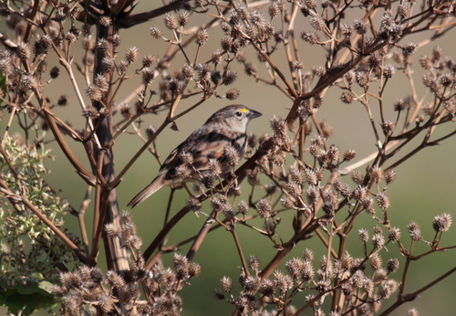 Grassland Sparrow