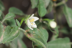 Capsicum chacoense