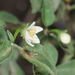 Capsicum chacoense - Photo (c) aacocucci, alguns direitos reservados (CC BY-NC), uploaded by aacocucci