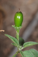 Capsicum chacoense