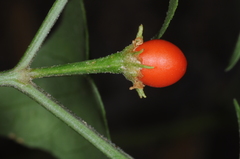 Capsicum chacoense