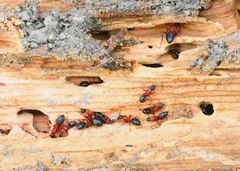 Camponotus vicinus