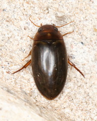 Copelatus chevrolati