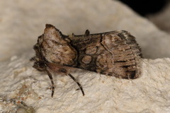 Abrostola microvalis