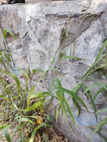 Image of Paspalum paniculatum by (c) Abraham Sánchez Romero, some rights reserved (CC BY)