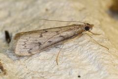 Blepharomastix haedulalis