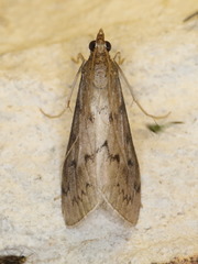 Blepharomastix haedulalis