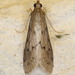 Blepharomastix haedulalis - Photo (c) Eric Carpenter, some rights reserved (CC BY-NC), uploaded by Eric Carpenter