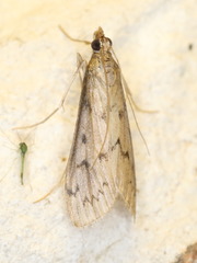 Blepharomastix haedulalis