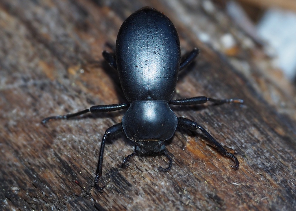 California Broad-necked Darkling Beetle