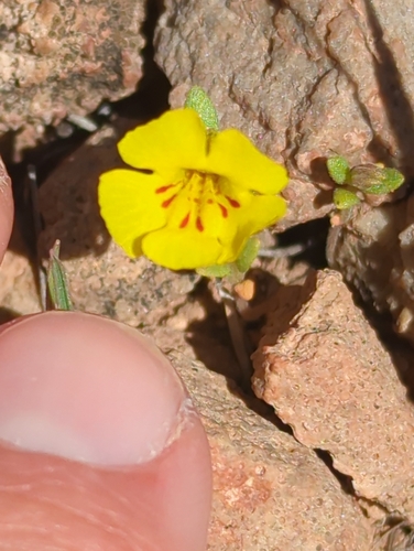 Image of Diplacus parryi by no rights reserved