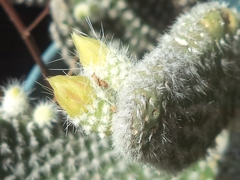 Opuntia microdasys